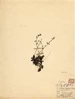 藏品(早田氏鼠尾草(白花鼠尾草、羽葉紫參))的圖片